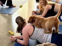 Flora, a female Golden Retriever for sale in Woodstock, CT – Photo 7 of 9