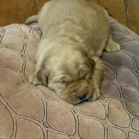 Flora, a female Golden Retriever for sale in Woodstock, CT – Photo 2 of 9