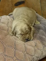Flora, a female Golden Retriever for sale in Woodstock, CT – Photo 1 of 8