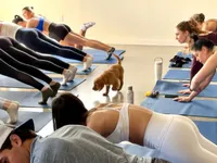 Flora, a female Golden Retriever for sale in Woodstock, CT – Photo 8 of 9