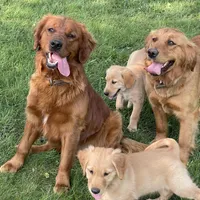 Flora, a female Golden Retriever for sale in Woodstock, CT – Photo 3 of 9