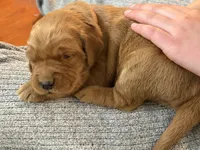 Flora, a female Golden Retriever for sale in Woodstock, CT – Photo 5 of 8