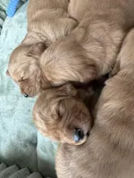 Flora, a female Golden Retriever for sale in Woodstock, CT – Photo 7 of 8