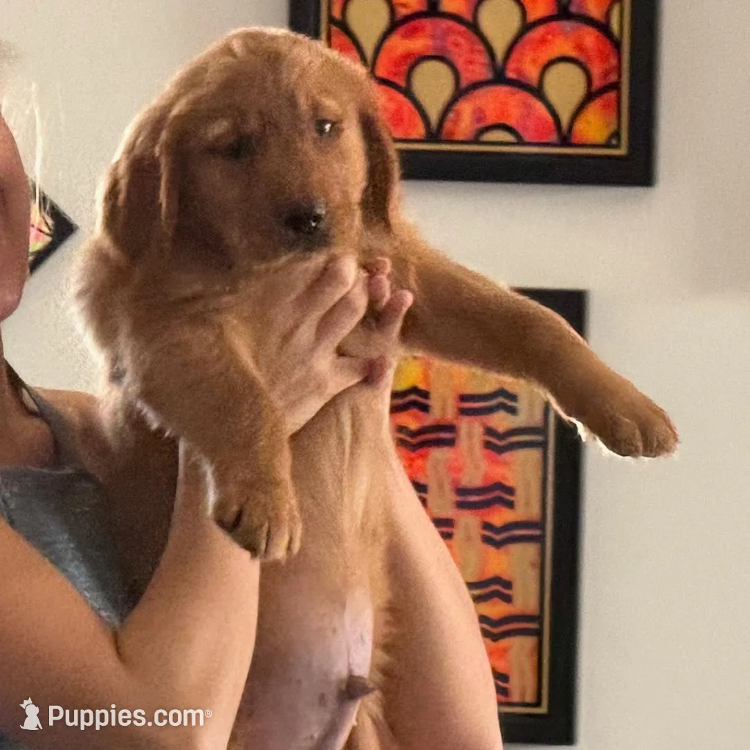 Flora – Golden Retriever puppy for sale in Woodstock, CT