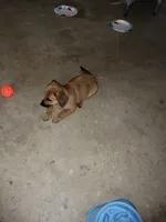 Misty, a male Dachshund and Pomeranian for sale in White Lake Township, MI – 2 of 2