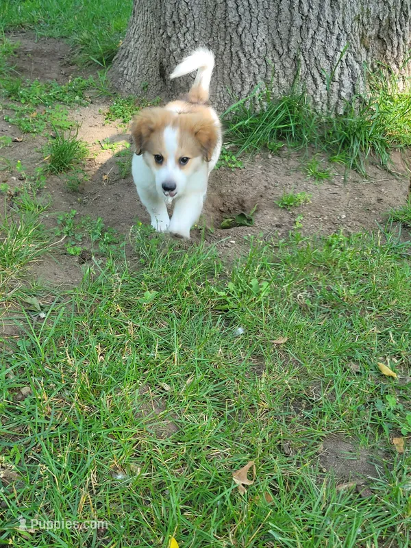 Baby girl, a female Dachshund and Pomeranian for sale in White Lake Township, MI – 1 of 1