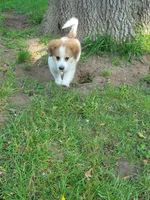 Baby girl, a female Dachshund and Pomeranian for sale in White Lake Township, MI – 1 of 1