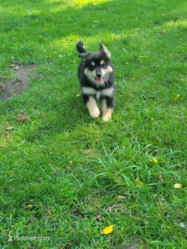 Grandpa, a male Dachshund and Pomeranian for sale in White Lake Township, MI – 1 of 1