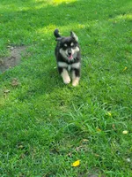 Grandpa, a male Dachshund and Pomeranian for sale in White Lake Township, MI – 1 of 1