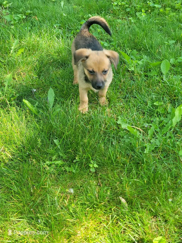 Blonde, a male Dachshund and Pomeranian for sale in White Lake Township, MI – 1 of 1