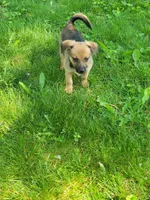 Blonde, a male Dachshund and Pomeranian for sale in White Lake Township, MI – 1 of 1