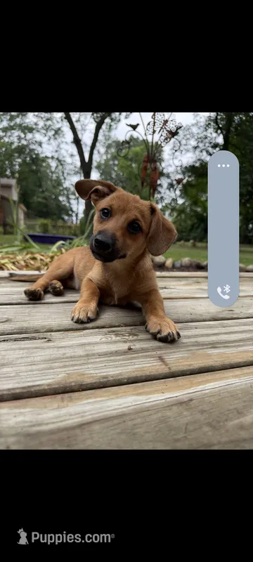 Misty – Dachshund, Pomeranian puppy for sale in White Lake Township, MI