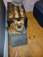 Shade, a male Dachshund and Pomeranian for sale in White Lake Township, MI – 2 of 2
