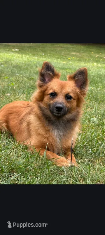 Shade – Dachshund, Pomeranian puppy for sale in White Lake Township, MI