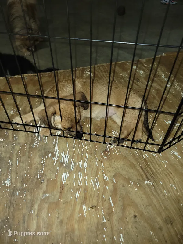 Blonde – Dachshund, Pomeranian puppy for sale in White Lake Township, MI