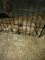 Misty, a male Dachshund and Pomeranian for sale in White Lake Township, MI – 1 of 2