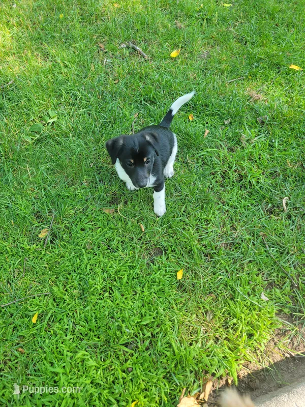 Hop, a male Dachshund and Pomeranian for sale in White Lake Township, MI – 1 of 1