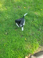 Hop, a male Dachshund and Pomeranian for sale in White Lake Township, MI – 1 of 1