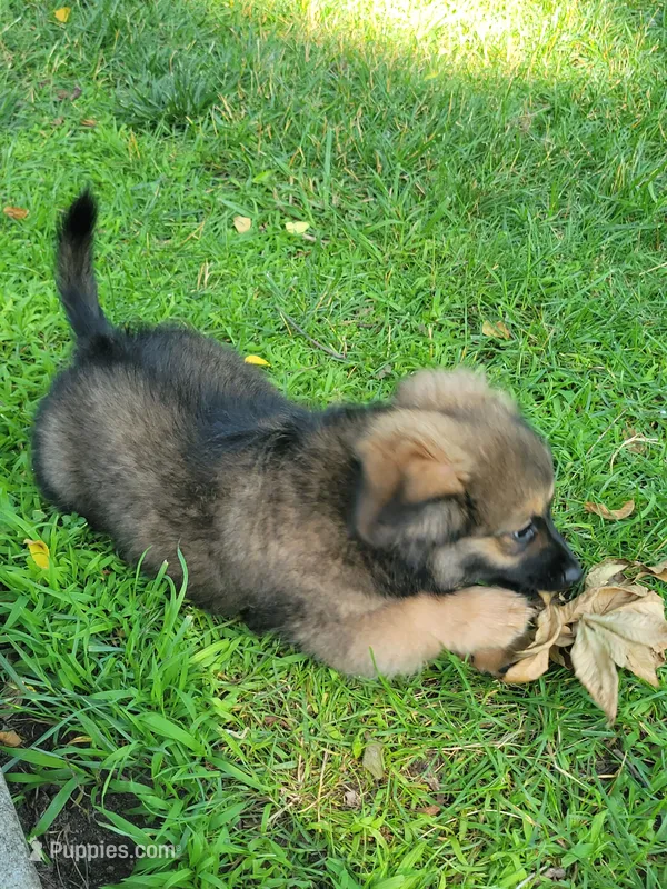 Fluf, a male Dachshund and Pomeranian for sale in White Lake Township, MI – 1 of 1