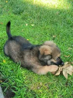 Fluf, a male Dachshund and Pomeranian for sale in White Lake Township, MI – 1 of 1