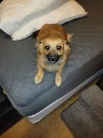 Shade, a male Dachshund and Pomeranian for sale in White Lake Township, MI – 1 of 2