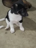 Ruckus, a male Dachshund and Pomeranian for sale in White Lake Township, MI – 2 of 2