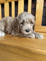 Green Boy, a male Cockapoo for sale in Mount Washington, KY – 2 of 6