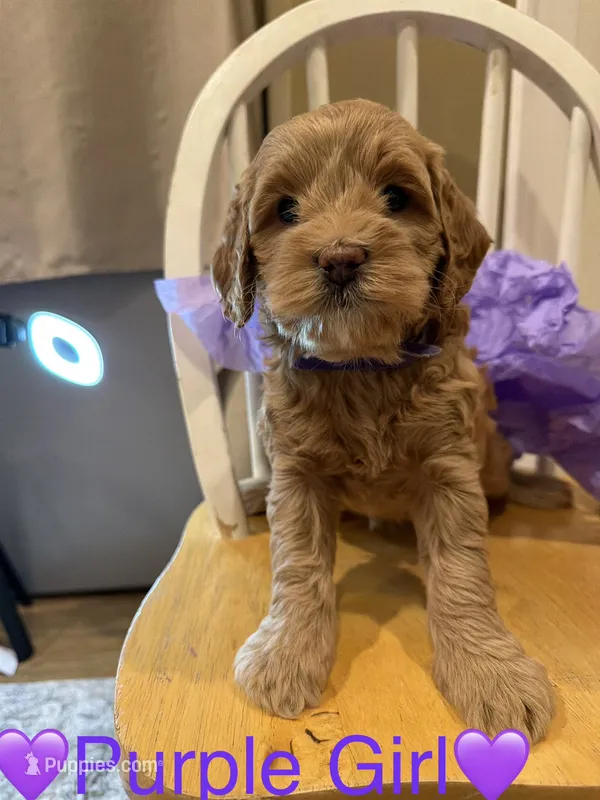 Purple Girl  – Cockapoo puppy for sale in Mount Washington, KY