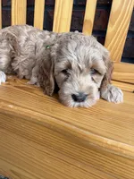 Green Boy, a male Cockapoo for sale in Mount Washington, KY – 3 of 6