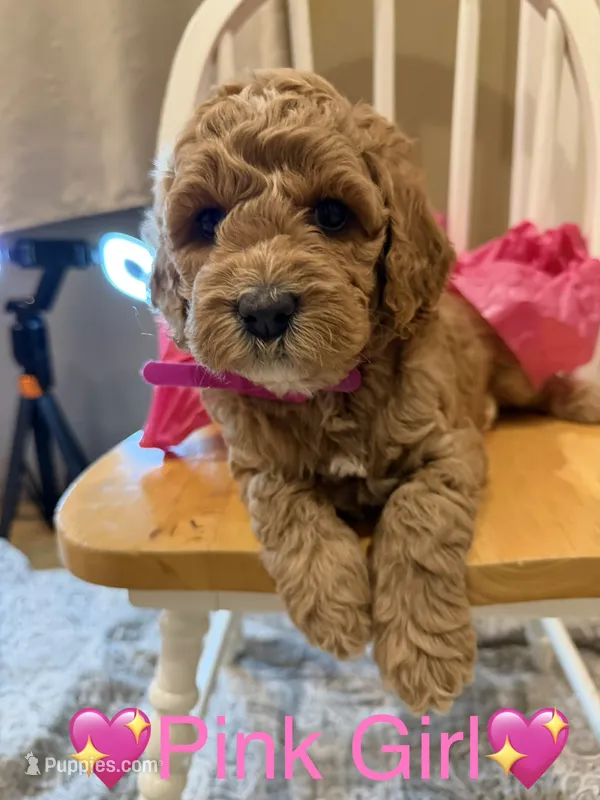Pink Girl – Cockapoo puppy for sale in Mount Washington, KY
