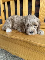 Green Boy, a male Cockapoo for sale in Mount Washington, KY – 6 of 6
