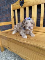 Purple Girl , a female Cockapoo for sale in Mount Washington, KY – 4 of 6