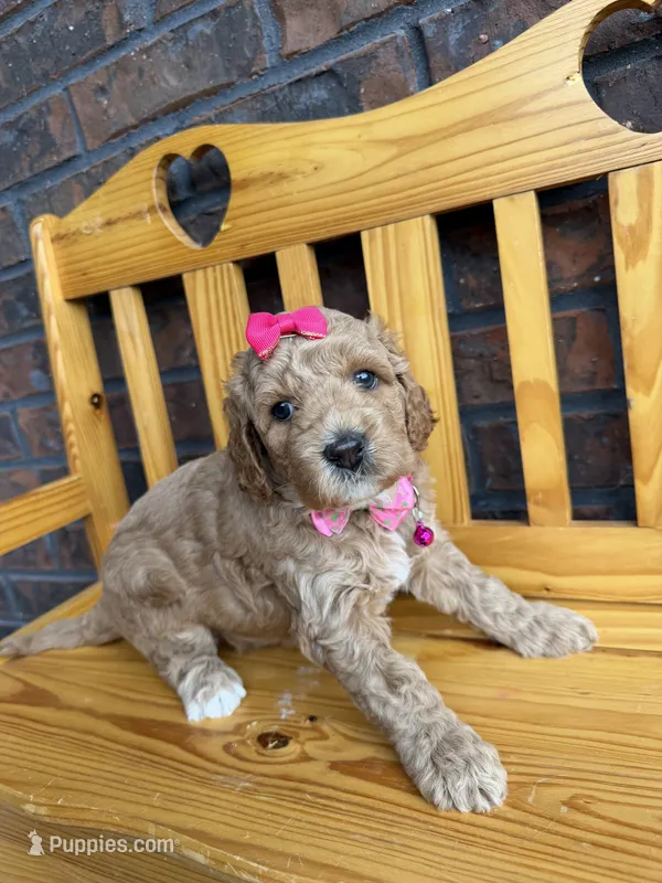 Pink Girl – Cockapoo puppy for sale in Mount Washington, KY