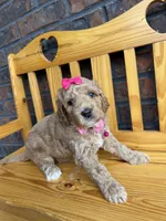 Pink Girl, a female Cockapoo for sale in Mount Washington, KY – 1 of 4