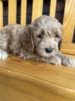 Green Boy, a male Cockapoo for sale in Mount Washington, KY – 4 of 6