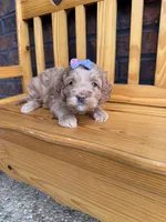 Purple Girl , a female Cockapoo for sale in Mount Washington, KY – 6 of 6