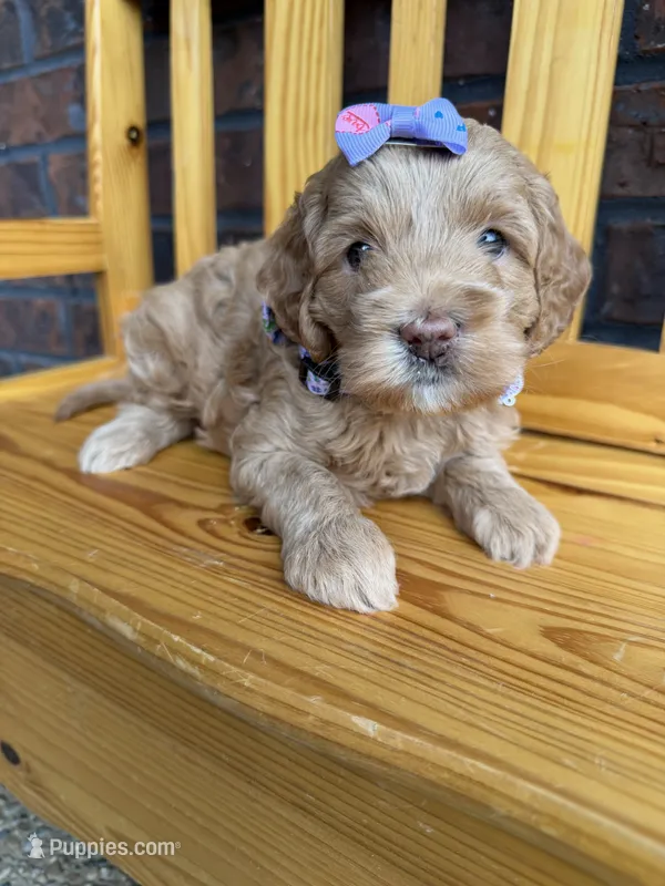 Purple Girl  – Cockapoo puppy for sale in Mount Washington, KY