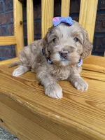 Purple Girl , a female Cockapoo for sale in Mount Washington, KY – 5 of 6