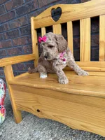Pink Girl, a female Cockapoo for sale in Mount Washington, KY – 3 of 4
