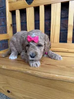 Pink Girl, a female Cockapoo for sale in Mount Washington, KY – 2 of 4