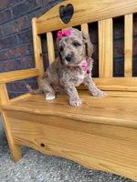 Pink Girl, a female Cockapoo for sale in Mount Washington, KY – 4 of 4