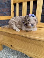 Purple Girl , a female Cockapoo for sale in Mount Washington, KY – 2 of 6