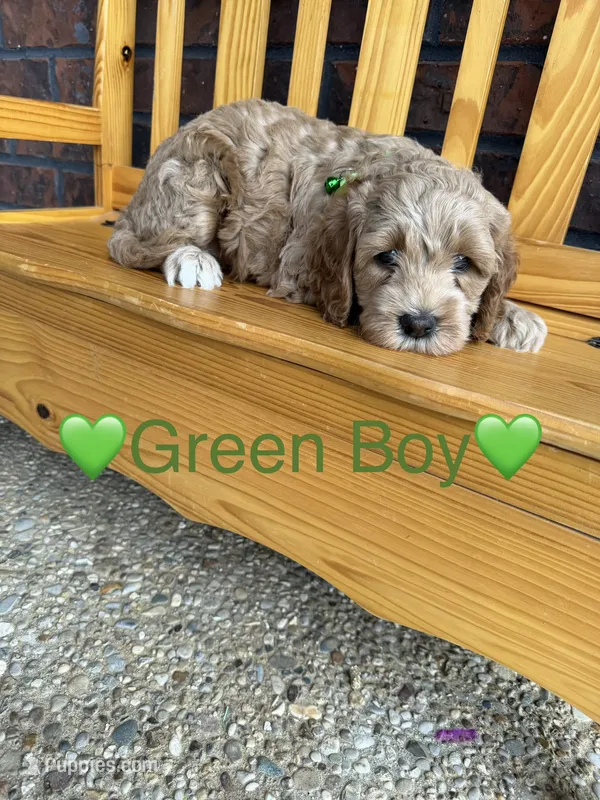 Green Boy – Cockapoo puppy for sale in Mount Washington, KY