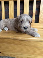 Green Boy, a male Cockapoo for sale in Mount Washington, KY – 5 of 6