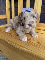 Purple Girl , a female Cockapoo for sale in Mount Washington, KY – 3 of 6