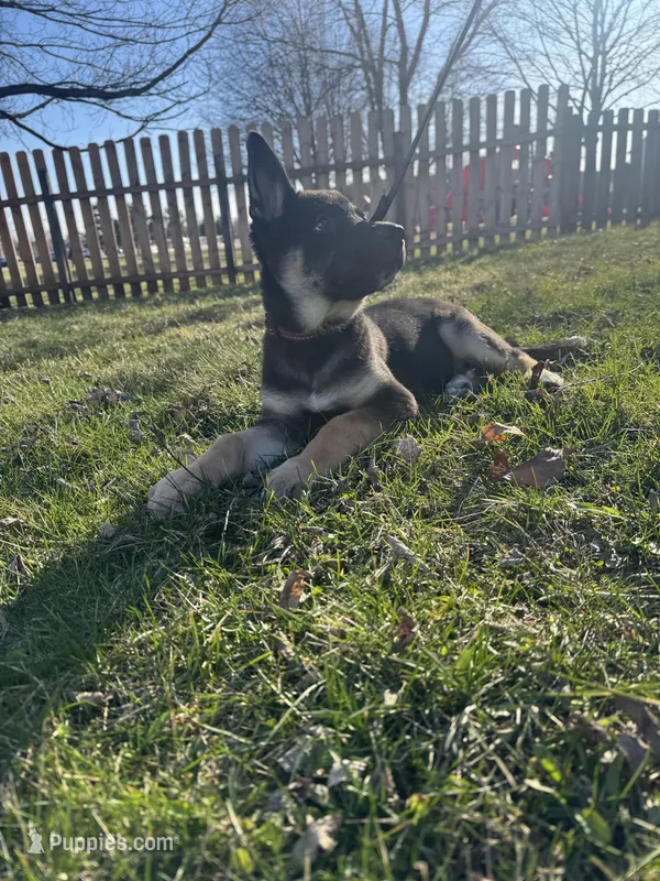 Bruno – Belgian Malinois, Siberian Husky puppy for sale in Carpentersville, IL