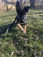 Bruno, a male Belgian Malinois and Siberian Husky for sale in Carpentersville, IL – Photo 2 of 2