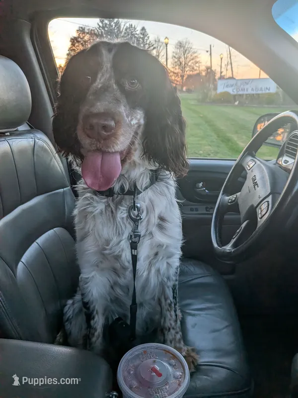 Mo – English Springer Spaniel puppy for sale in Applegate, MI