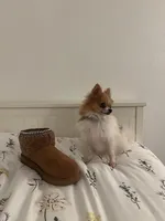 MICRO-AKC Limon, a female Pomeranian for sale in Santa Barbara, CA – Photo 2 of 4