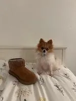 MICRO-AKC Limon, a female Pomeranian for sale in Santa Barbara, CA – Photo 4 of 4